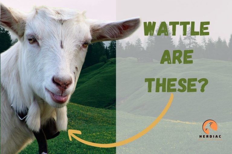 What Goat Breeds Have Wattles?