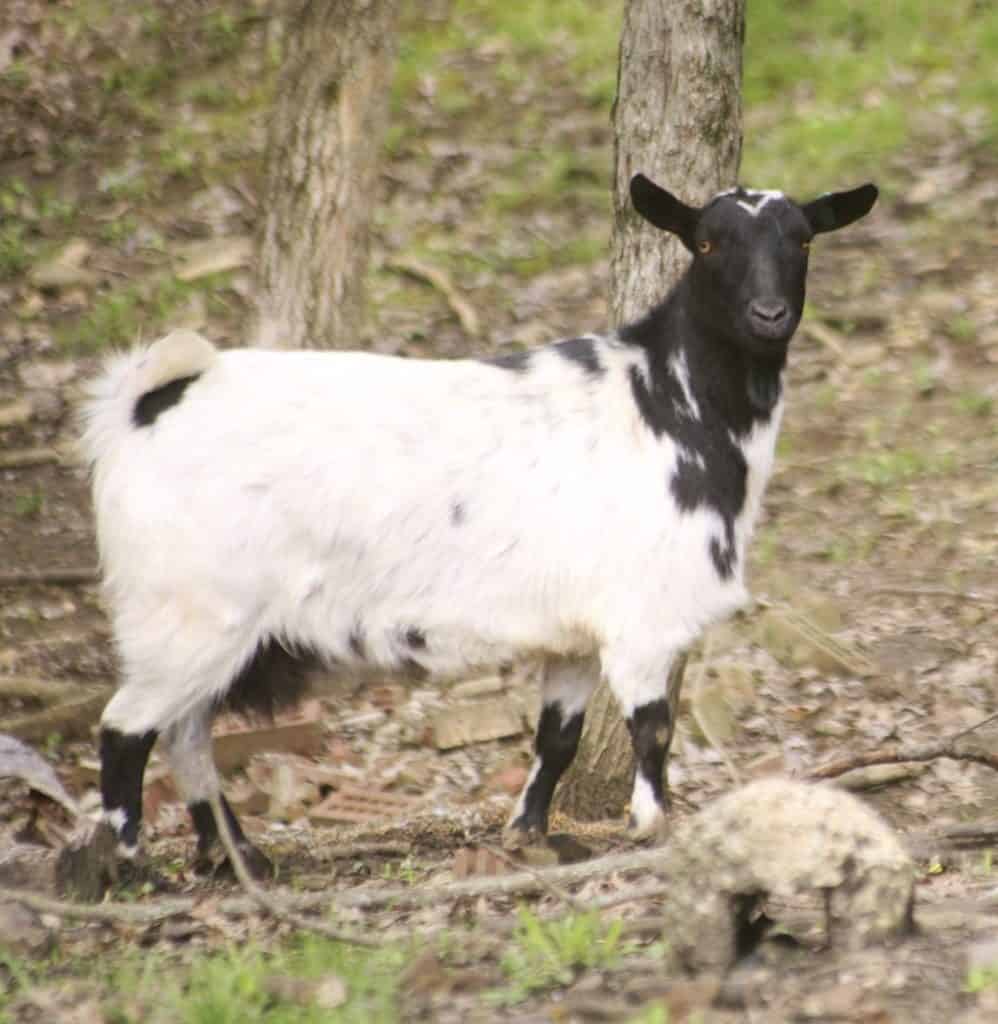 picture of a black and white Myotonic goat looking at the camera