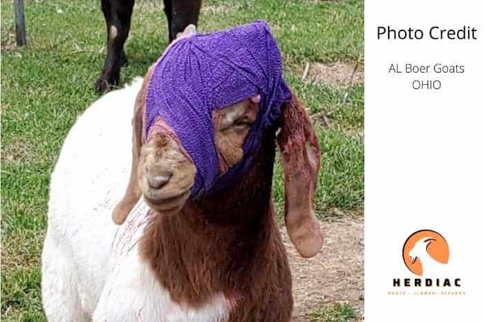 A goat with head bandaged after a horn injury