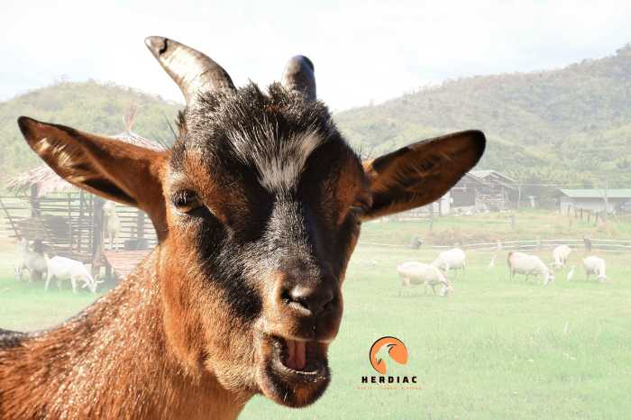 Picture of happy and healthy goat