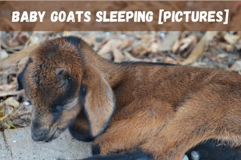 Baby Goat Sleep: How Much Do They Sleep and What To Look Out For