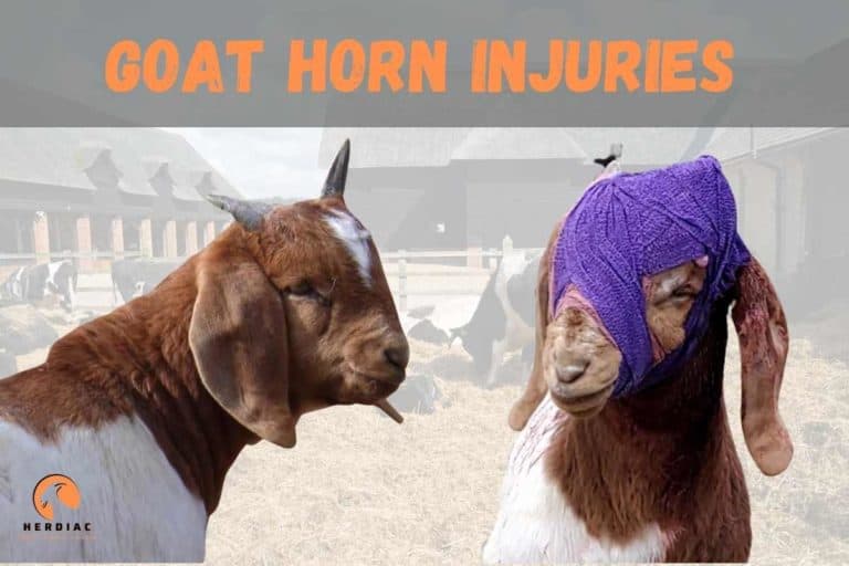 What to Do If a Goat’s Horn Breaks Off: Options for Domesticated Goats