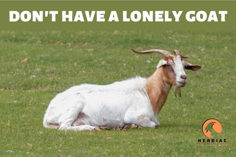 The Reason Why Having a Goat Live Alone is Not a Good Idea