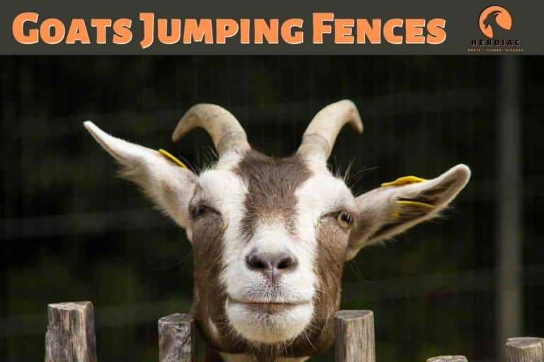 5 Ways to Stop a Goat from Jumping a Fence: Charlotte Riggs Explains