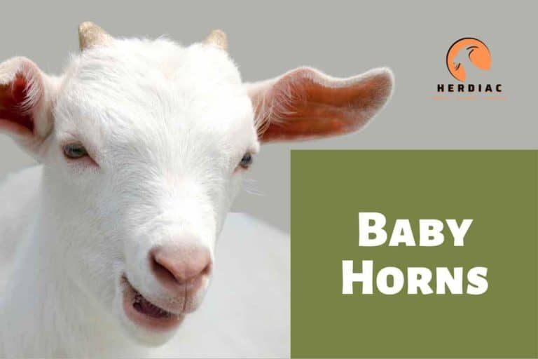 When do Goats Start Growing Horns? Answers For Your Questions? 