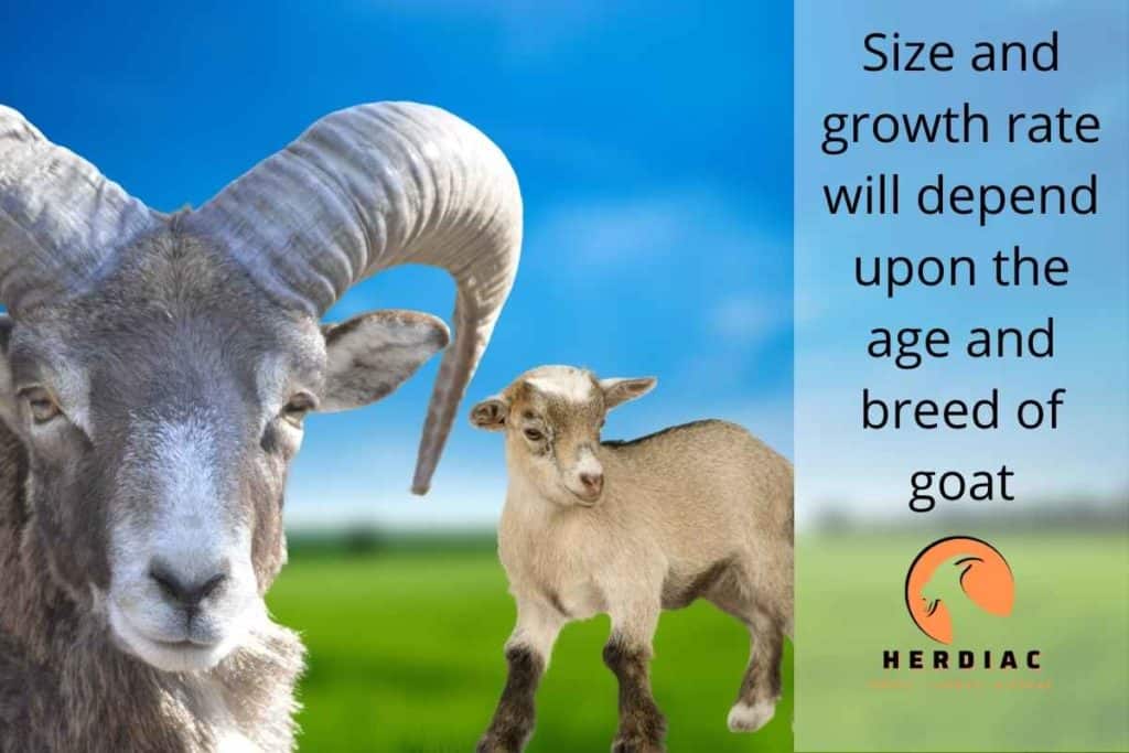 Picture of a baby goat with horn buds alongside a mature goat with very big horns