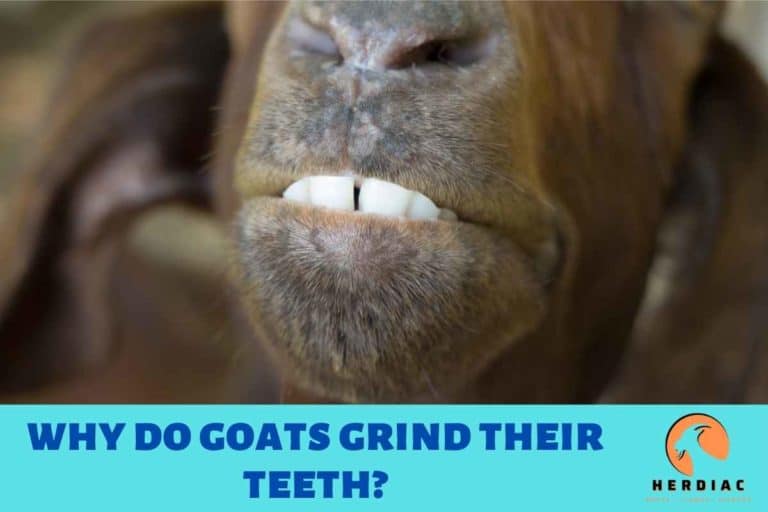 6 Reasons for Goats Grinding Their Teeth inc Sign of Discomfort