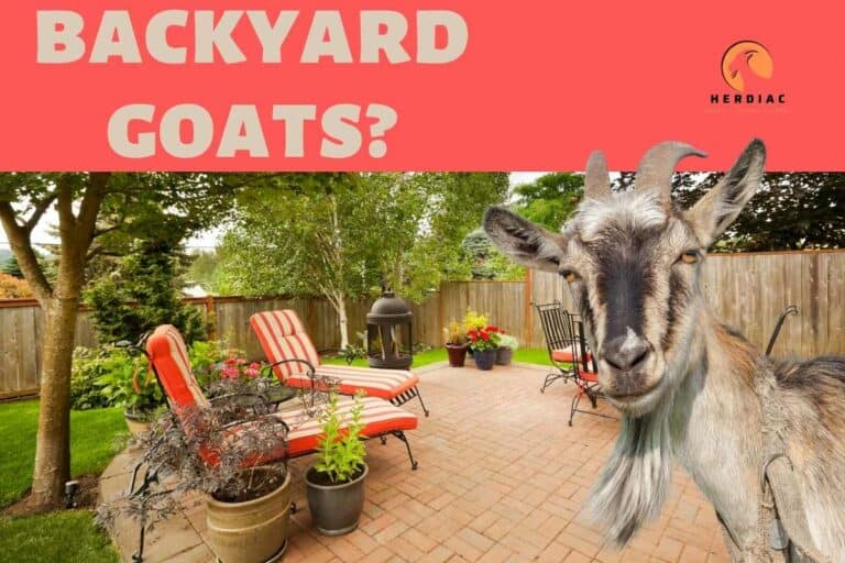 Do You Have What it Takes to Keep Goats in Your Backyard? 