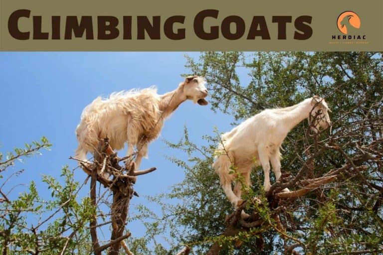 Reasons Why Goats Climb Mountains and Other Objects