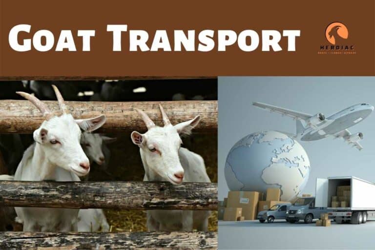 How to Transport Goats: Different Methods for Moving Your Goats