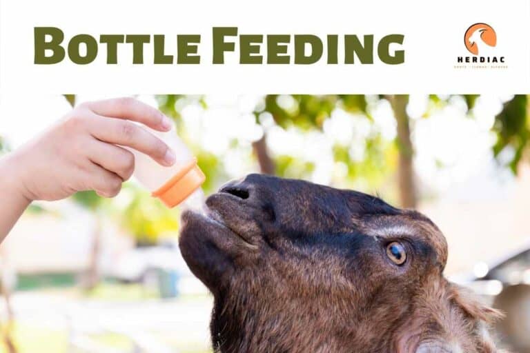 Bottle Feeding a Goat: Everything You Need to Know