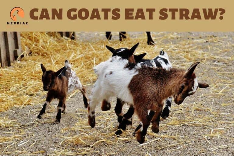 Goats Eating Straw: Dehydration Prevention Tips from an Expert