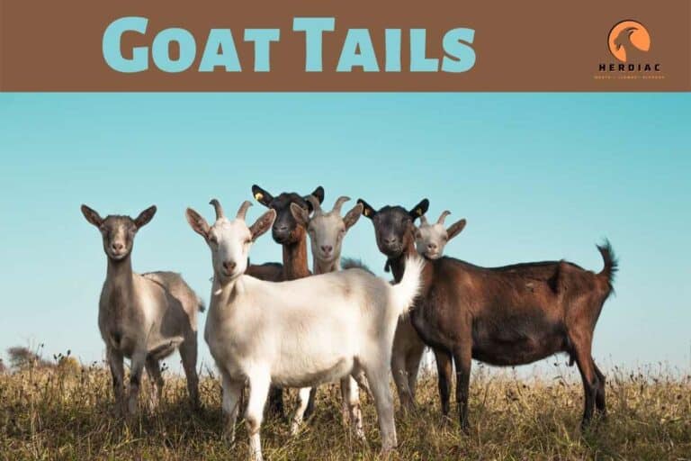 Reasons Goats Wag Their Tails by Our Goat Farming Expert